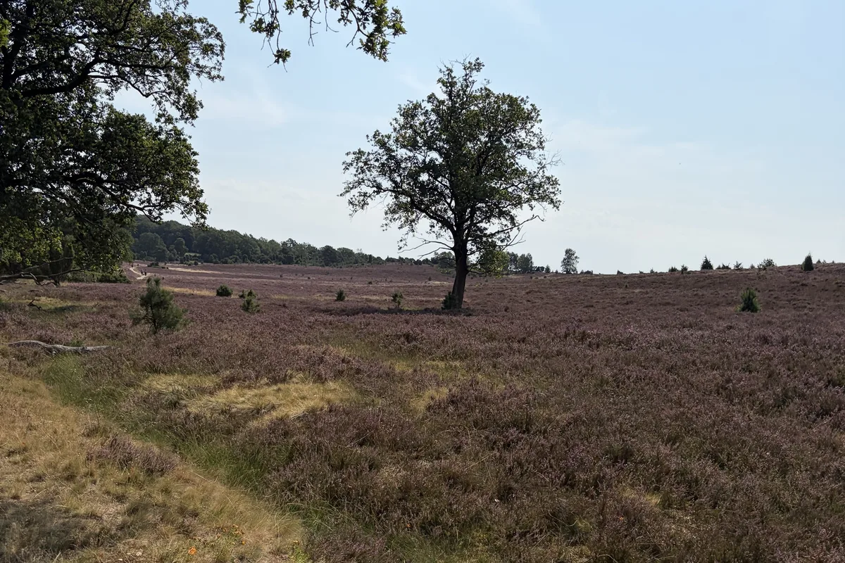 🧭 Geocaching Around Wietzendorf: Treasure Hunting for Beginners and Families