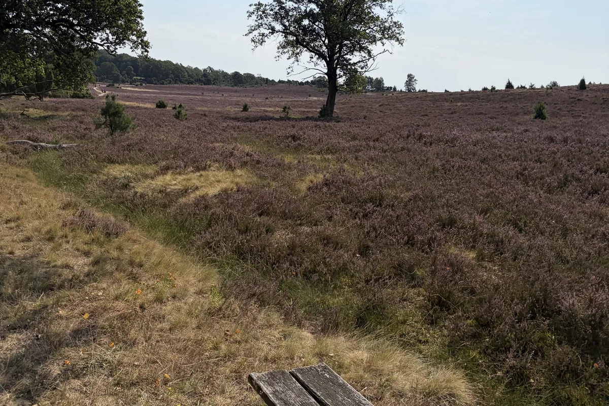 Blooming heath with an oak tree and a wooden bench beside the path