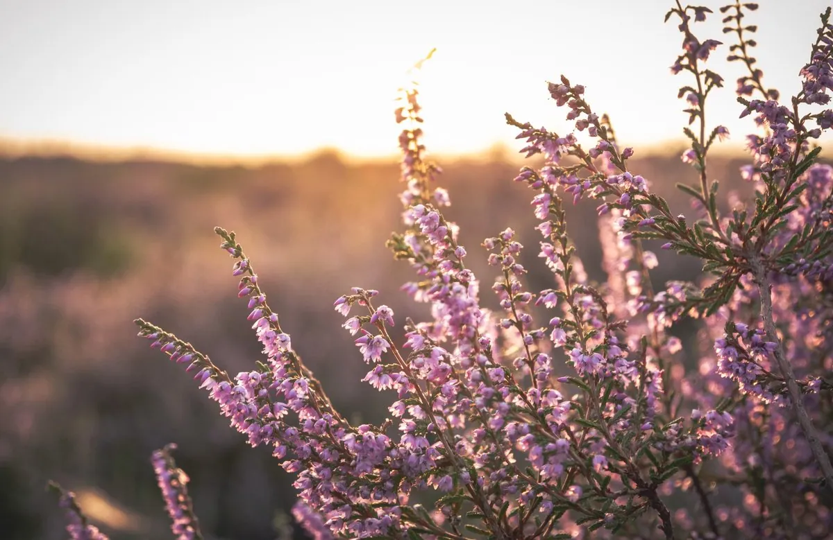 🌸 Heideblüte in der Lüneburger Heide – Lila Pracht im August & September