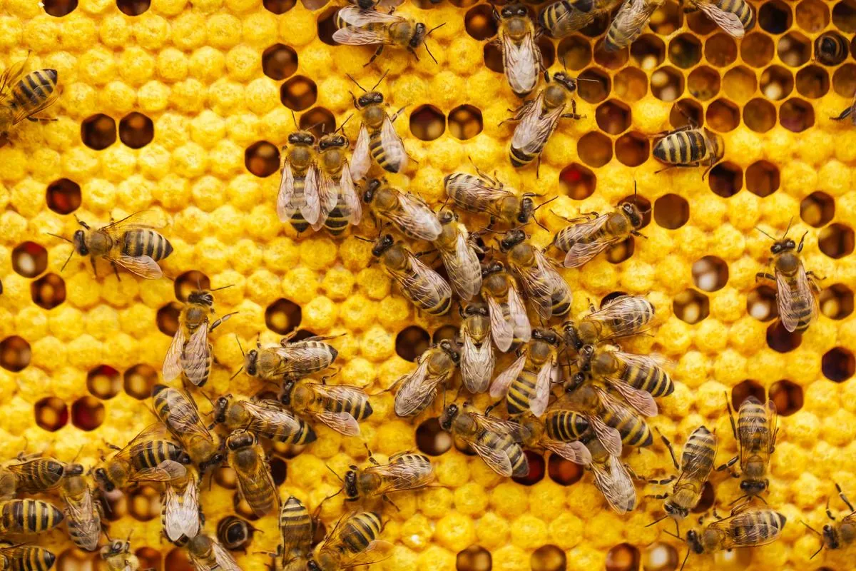 🍯 Honigfest in Wietzendorf – Ein süßes Wochenende in der Lüneburger Heide