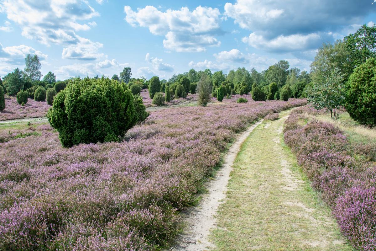 🥾 Wandern in der Lüneburger Heide - Die besten Wanderrouten